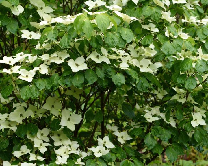 Cornus kousa 'China Girl'