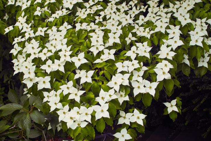 Cornus kousa 'Chinensis'