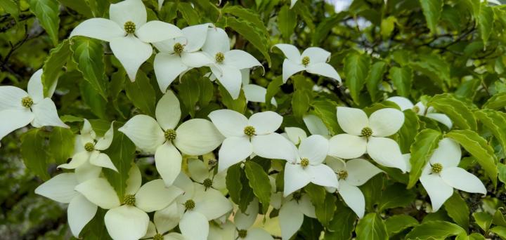 Cornus kousa 'Galilean'