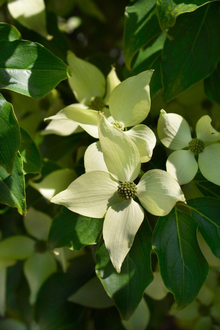 Cornus kousa 'Robert's Select'