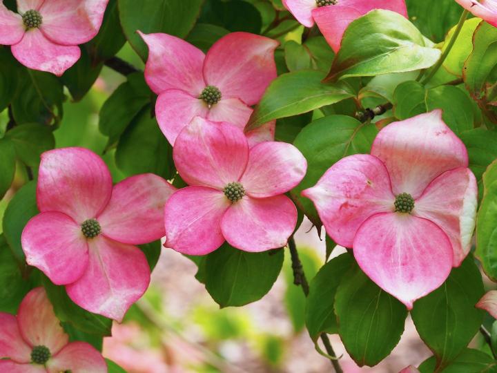 Cornus kousa 'Satomi'