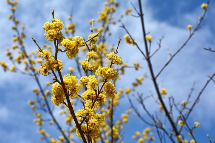 Cornus mas