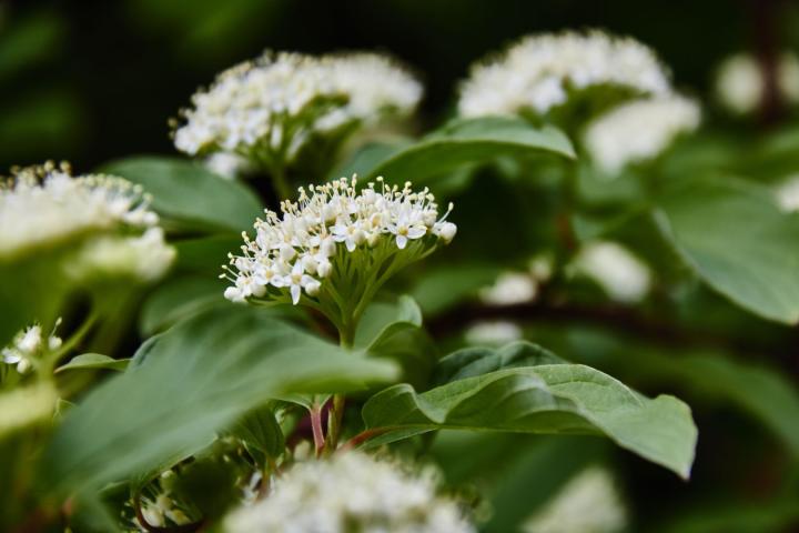 Cornus sanguinea
