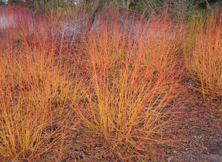 Cornus sanguinea 'Midwinter Fire'
