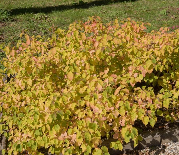 Cornus sanguinea 'Midwinter Fire'