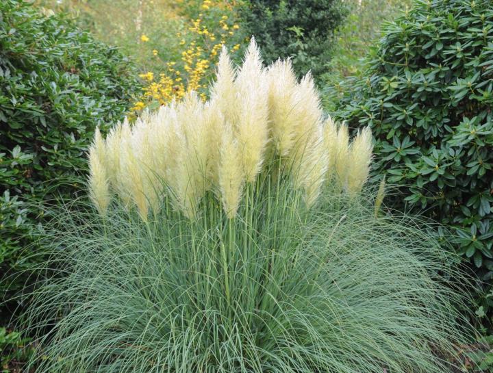 Cortaderia selloana