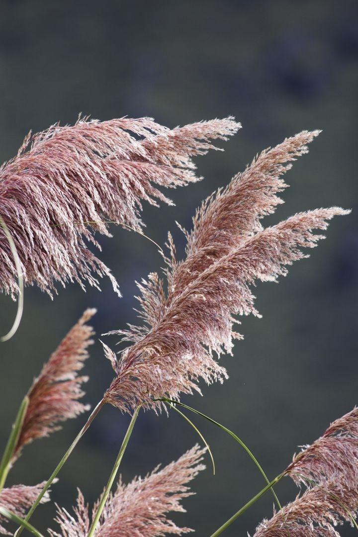 Cortaderia sell. 'Rosea'