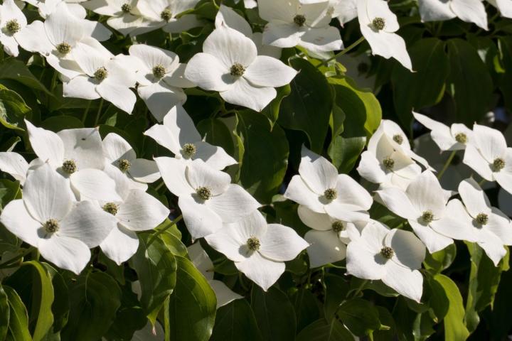 Cornus kousa 'Venus'®