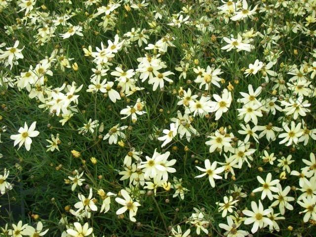 Coreopsis vert. 'Moonbeam'