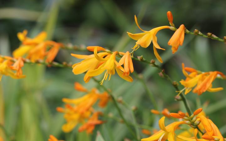 Crocosmia 'George Davidson'