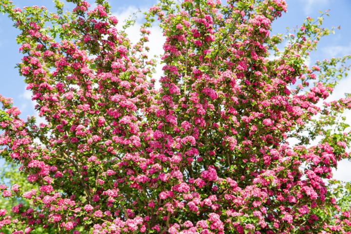Crataegus laev. 'Paul's Scarlet'