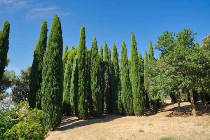 Cupressus semp. 'Pyramidalis'