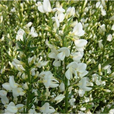 Cytisus praecox 'Alba'