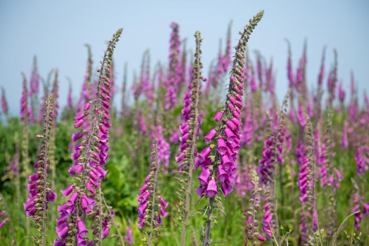 Digitalis purpurea