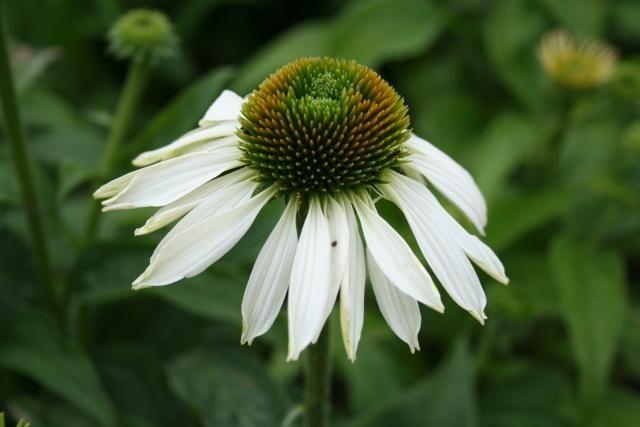 Echinacea purp. 'Alba'