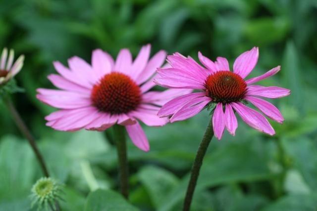 Echinacea purp. 'Magnus'