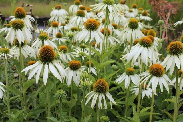 Echinacea purp. 'White Swan'