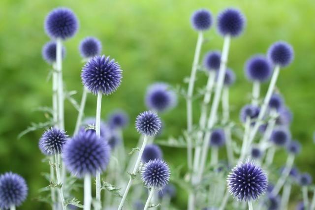 Echinops ritro 'Veitch's Blue'