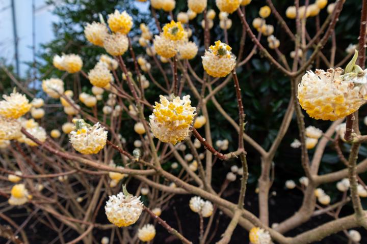 Edgeworthia chrysantha