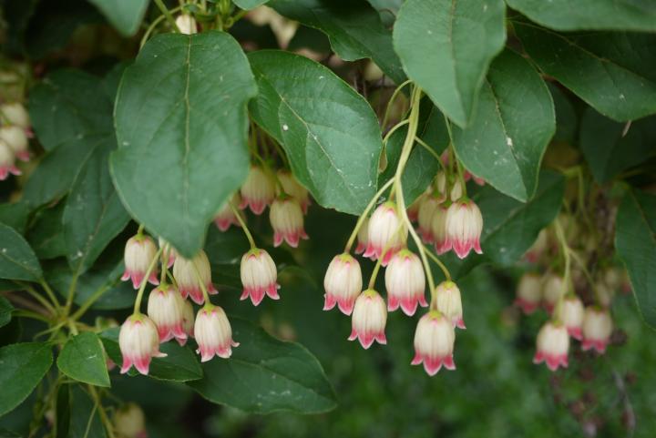 Enkianthus campanulatus