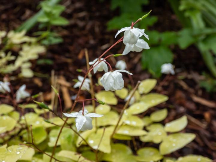Epimedium youngianum 'Niveum'