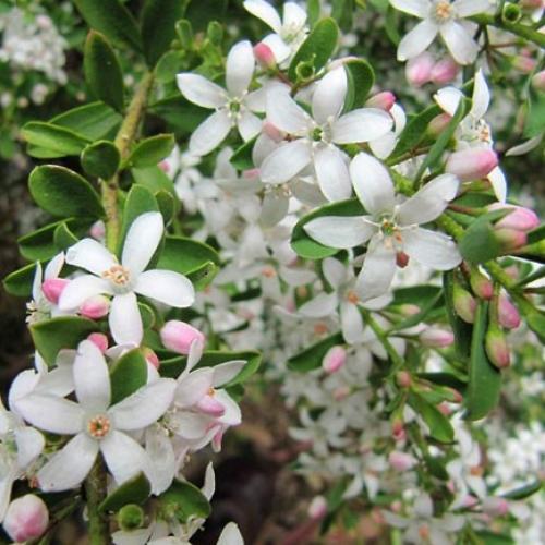 Eriostemon myo. 'Flower Girl White'