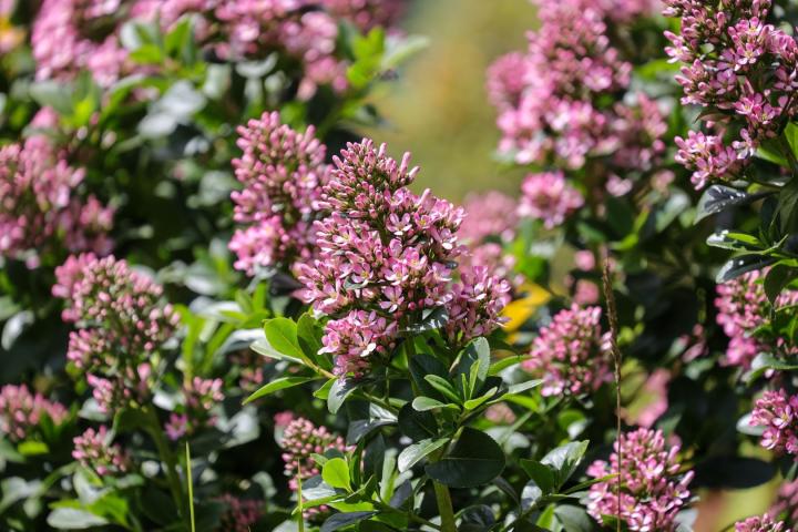 Escallonia laevis 'Pink Elle'