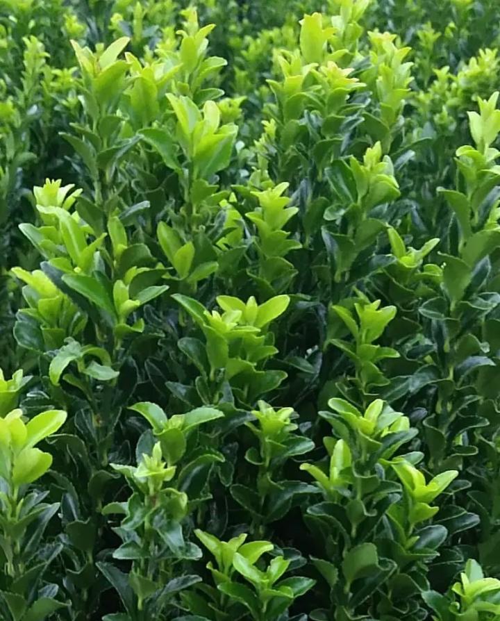 Euonymus jap. 'Green Spire'