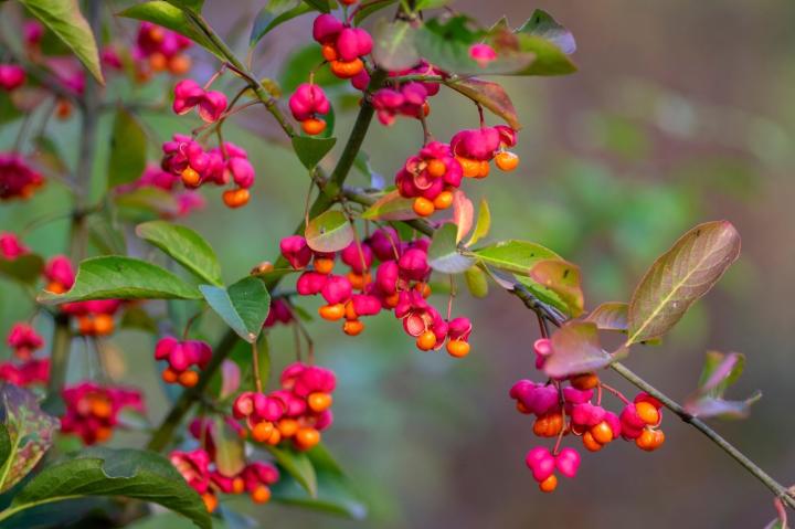 Euonymus europaeus