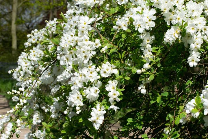 Exochorda racemosa 'The Bride'