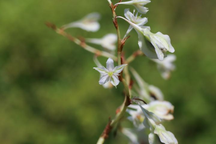 Fallopia aubertii (=baldschuanica)