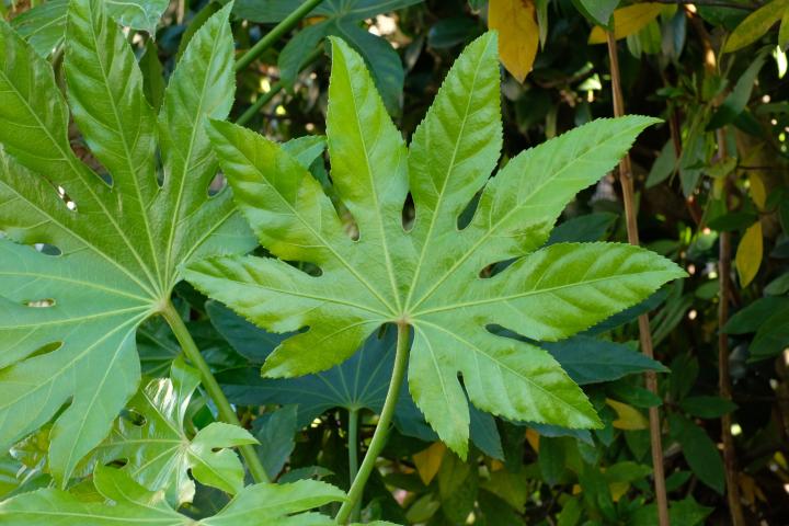Fatsia japonica