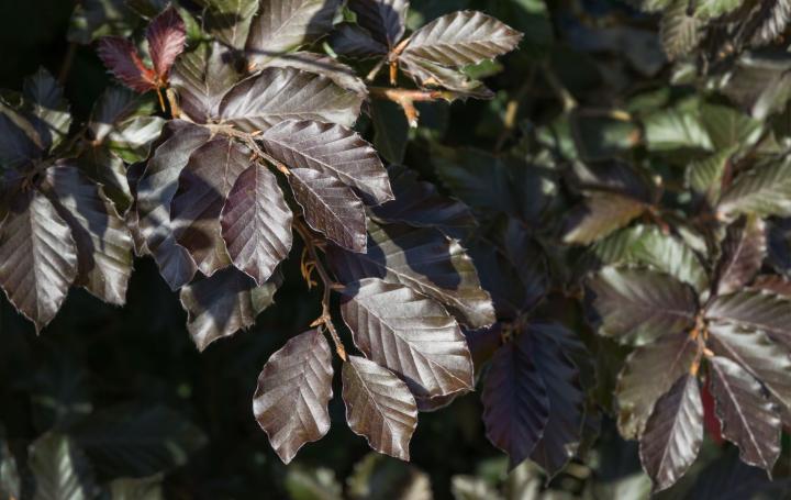 Fagus sylv. 'Atropurpurea'