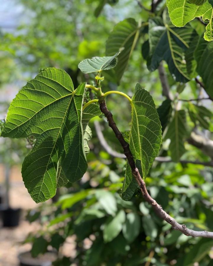 Ficus carica