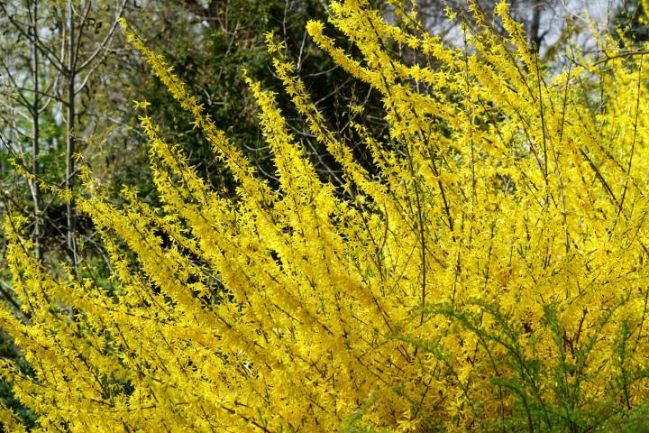 Forsythia intermedia