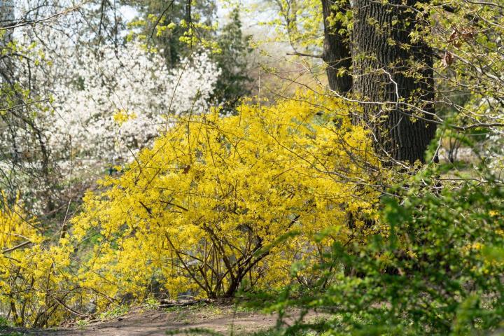 Forsythia intermedia