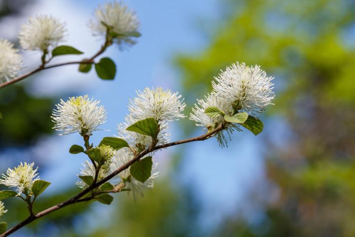 Fothergilla major