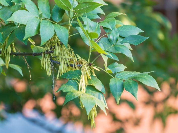 Fraxinus angust. 'Raywood'