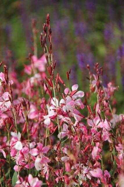 Gaura lind. 'Siskiyou Pink'