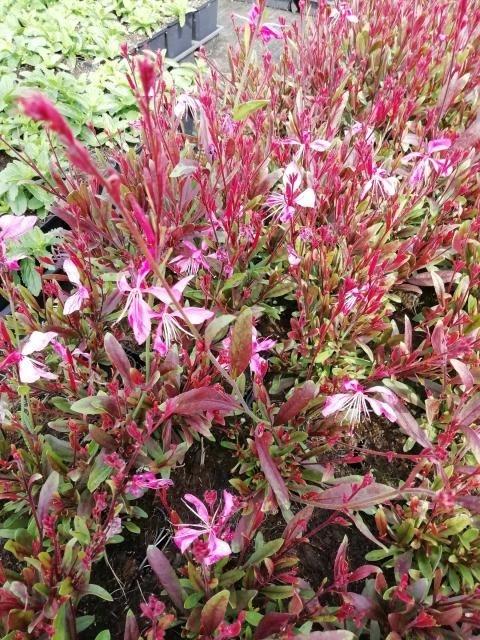 Gaura lind. 'Tutti Frutti'