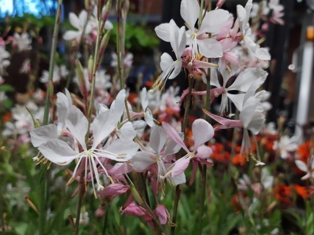 Gaura lindh. 'Whirling Butterflies'
