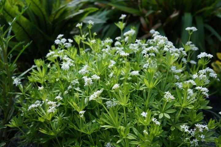 Galium odoratum