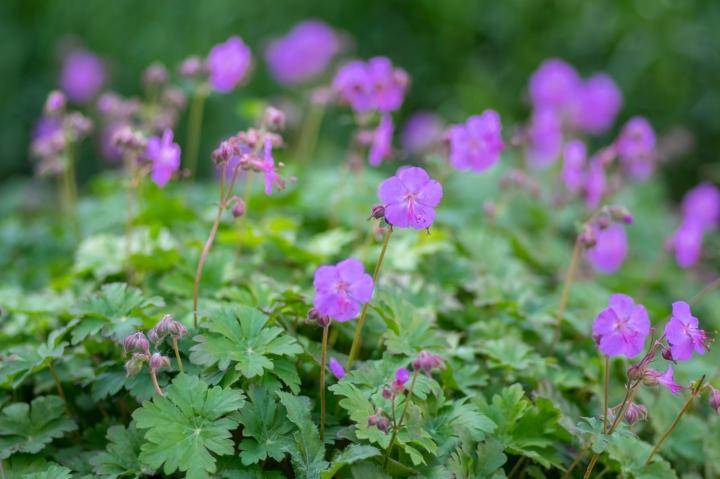 Geranium cant. 'Karmina'