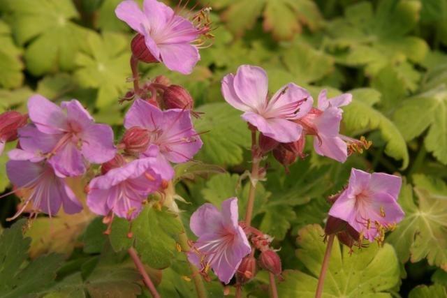 Geranium macr. 'Ingwersen's Var.'