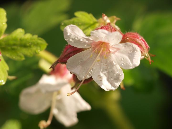 Geranium macr. 'Spessart'