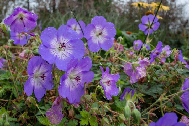 Geranium 'Azure Rush'