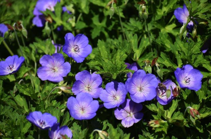 Geranium 'Rozanne'