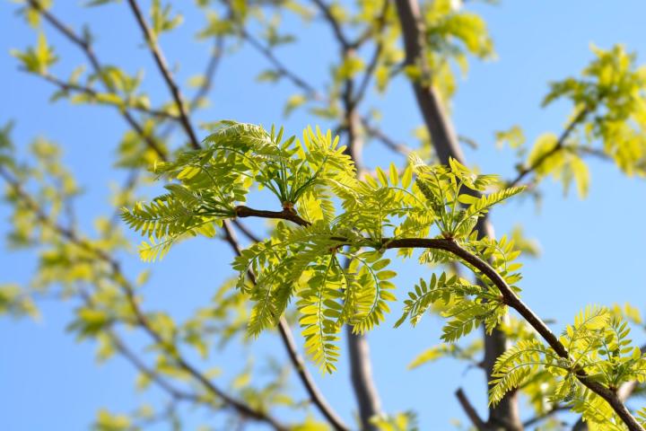 Gleditsia triac. inermis