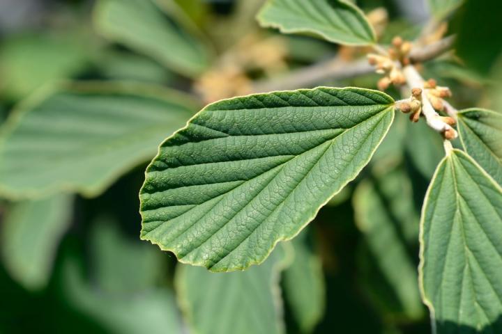 Hamamelis interm. 'Arnold Promise'