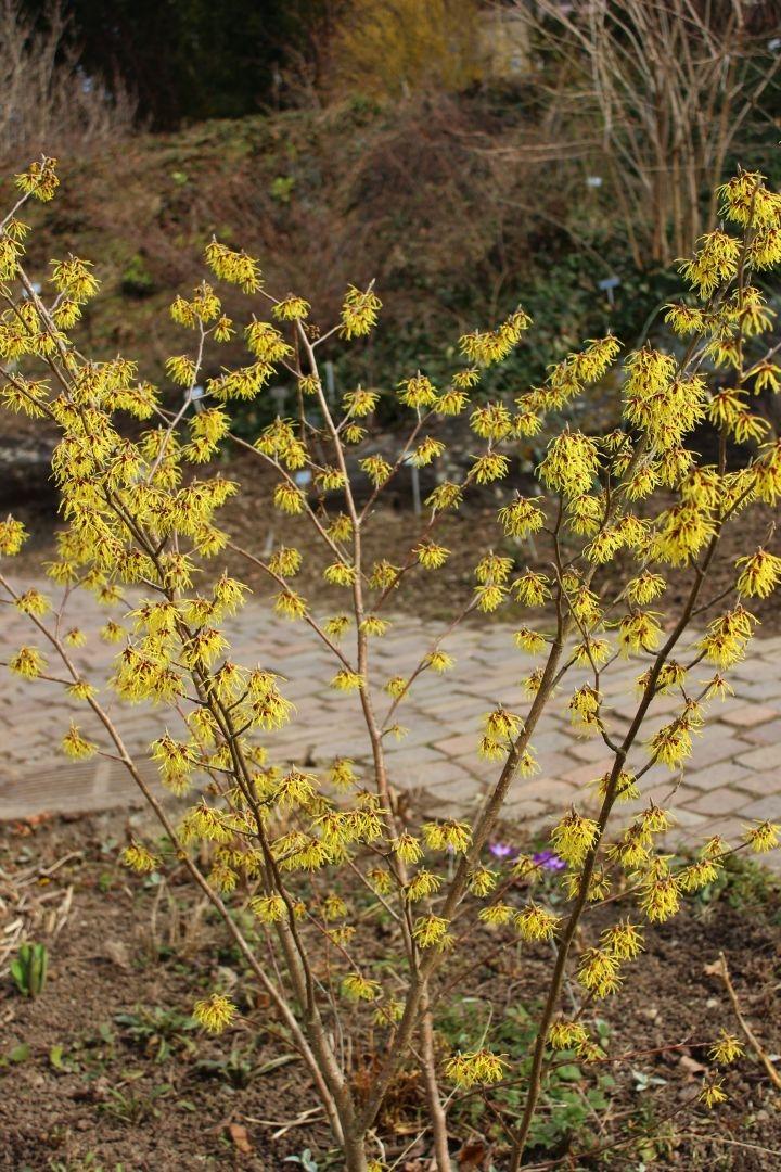 Hamamelis interm. 'Arnold Promise'